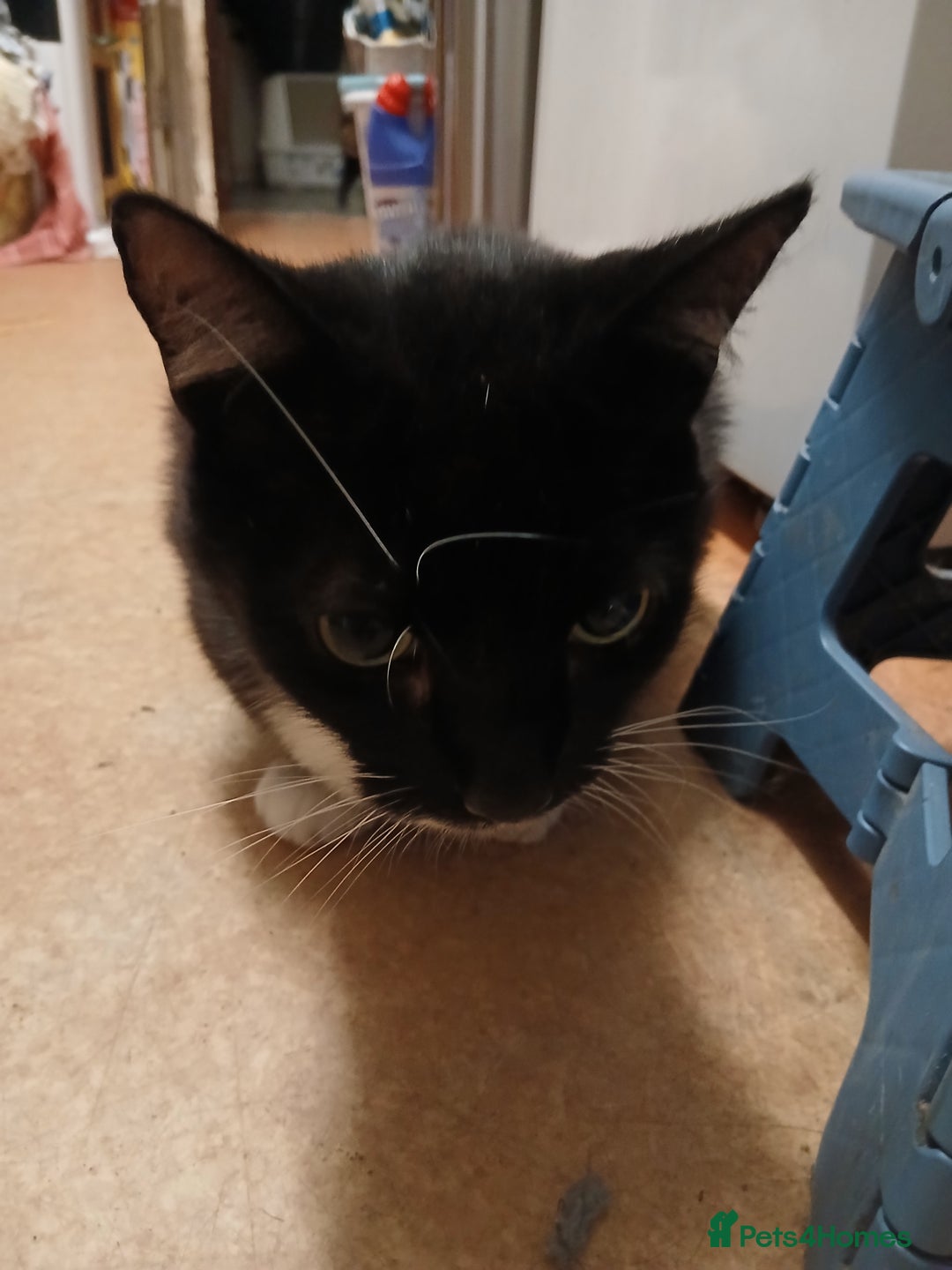 Mixed Breed cats for sale: Ideal Companion cat looking for forever home - Image 6