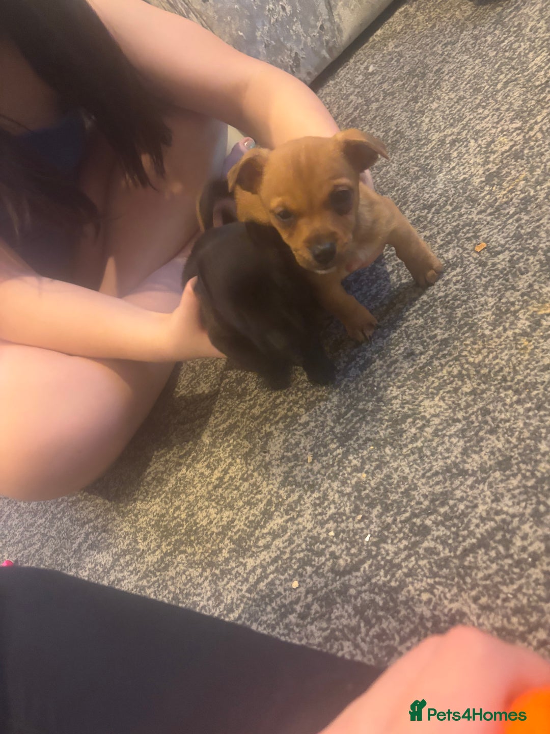 Jack Russell dogs for sale: Hi these are my beautiful Jack Russel puppies  - Advert 5