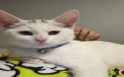 British Shorthair cats for sale: 2x male kittens ready to go now  - Image 4