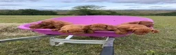 Hungarian Vizsla dogs for sale: KC Hungarian Vizsla Pups in Treharris - Advert 4