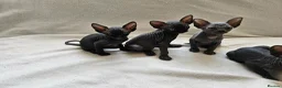 Egyptian Mau cats for sale: Maria kinova - Advert 1