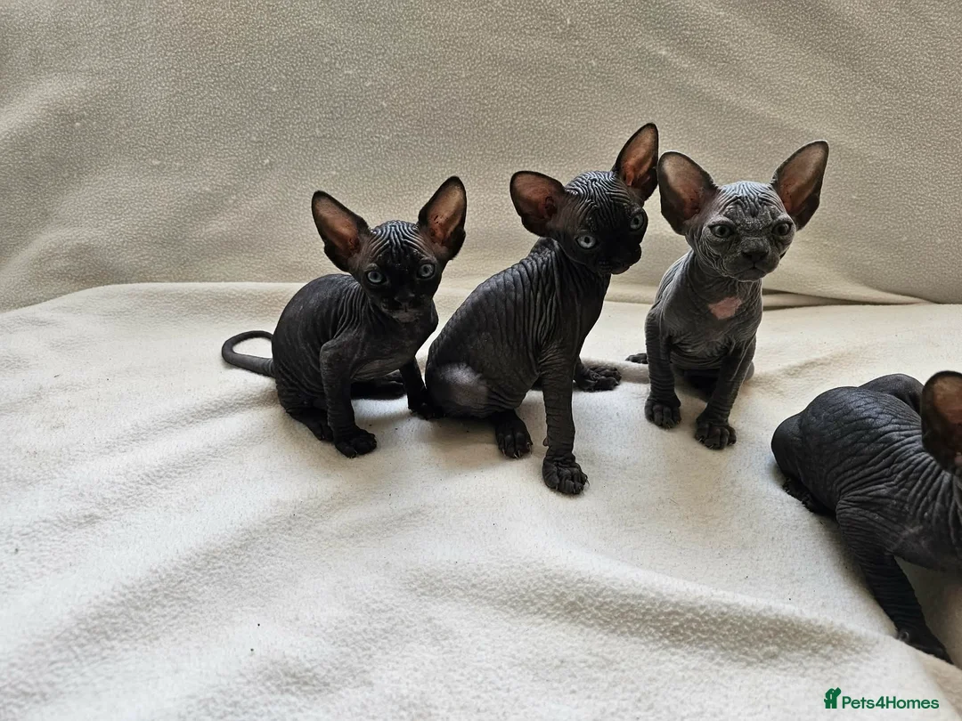 Egyptian Mau cats for sale: Maria kinova - Advert 1