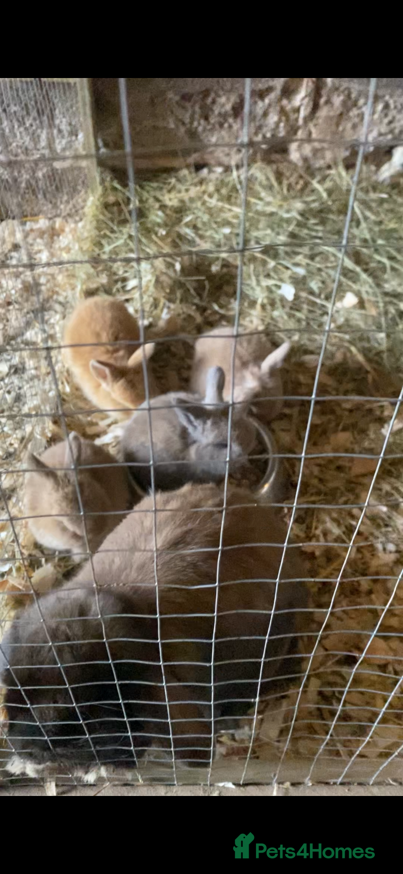 French Lop rabbits Baby Mini Lop Rabbits for sale - Advert 1