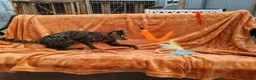 Savannah cats for sale: F3 Girl Brown Spotted Savannah TICA - Advert 10