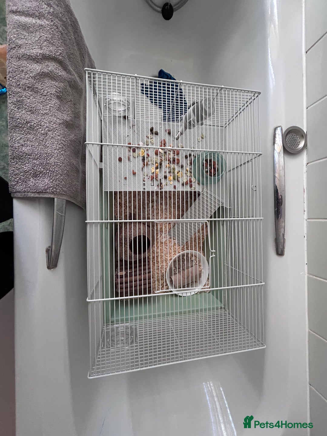 Hamster rodents for sale: coconut,hamster  - Advert 3