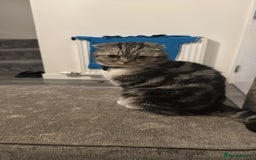 Scottish Fold cats for sale: Lexy Scotish Fold Cute Cat for Sale - Advert 4