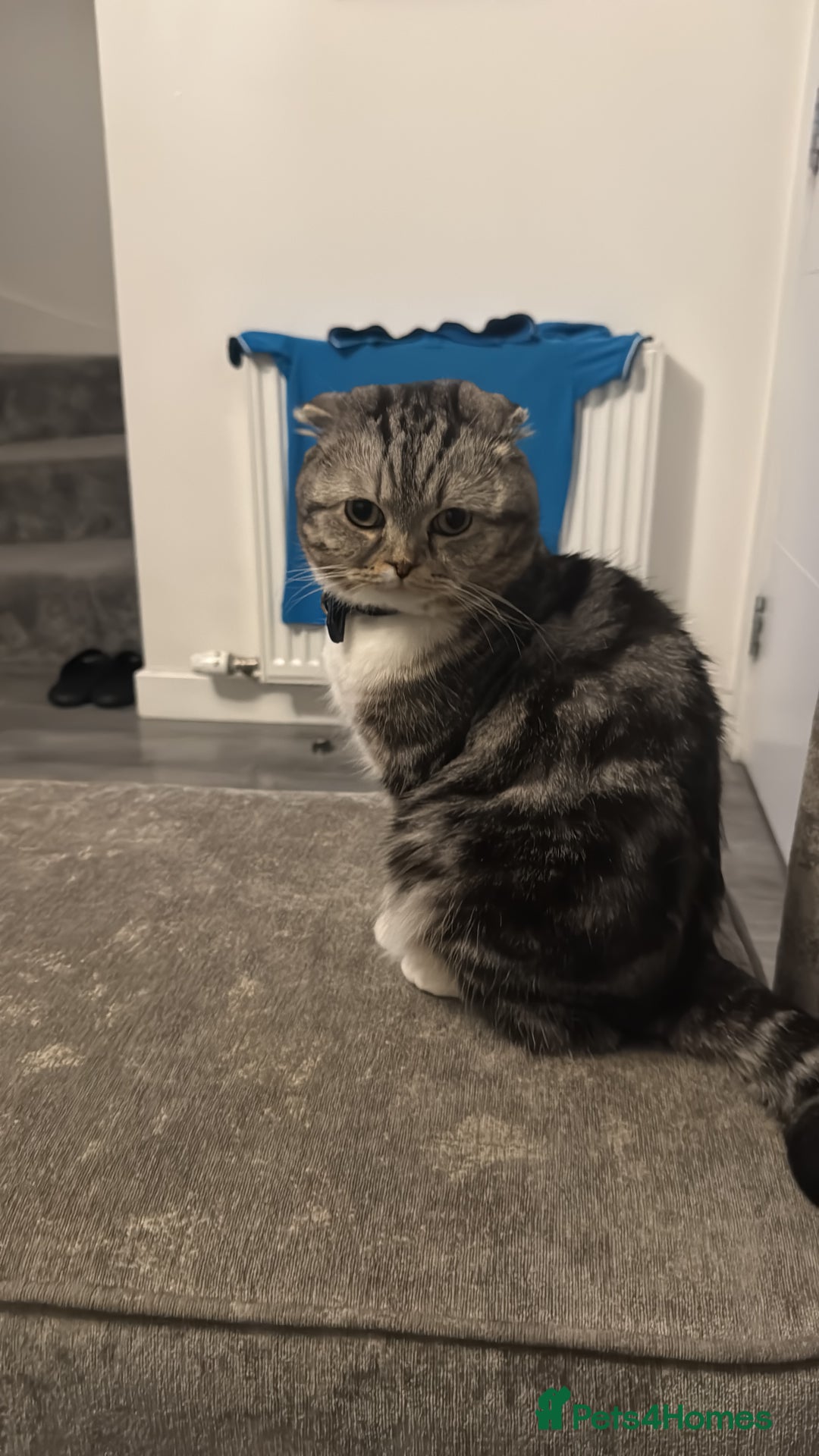 Scottish Fold cats for sale: Lexy Scotish Fold Cute Cat for Sale - Advert 4