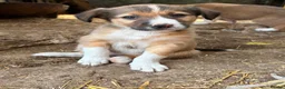 Welsh Collie dogs for sale: Welsh Red Collie pups - Advert 3