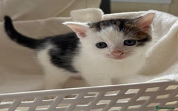 British Shorthair cats for sale: British Shorthair Kittens!  - Image 16