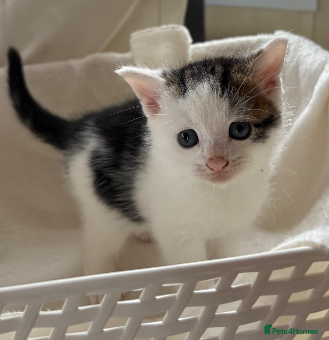 British Shorthair cats for sale: British Shorthair Kittens!  - Image 16