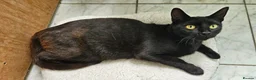 Mixed Breed cats for adoption: Female Rescue Cat for Indoor Only Adoption - Advert 2