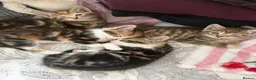 Mixed Breed cats for sale: Kittens for sale  in Ilkeston - Advert 1