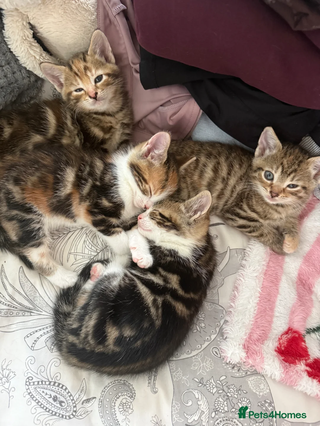 Mixed Breed cats for sale: Kittens for sale  in Ilkeston - Advert 1