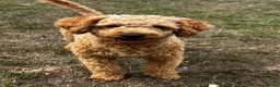 Labradoodle dogs for stud: KC Reg TOY POODLE Stud Dog DNA Tested Somerset - Advert 10