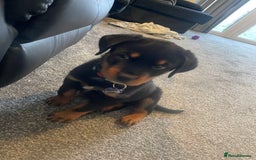Rottweiler dogs for sale: Selling an 11 weeks old Rottweiler puppy. - Advert 5