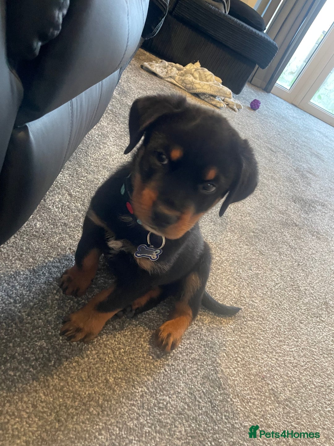 Rottweiler dogs for sale: Selling an 11 weeks old Rottweiler puppy. - Advert 5