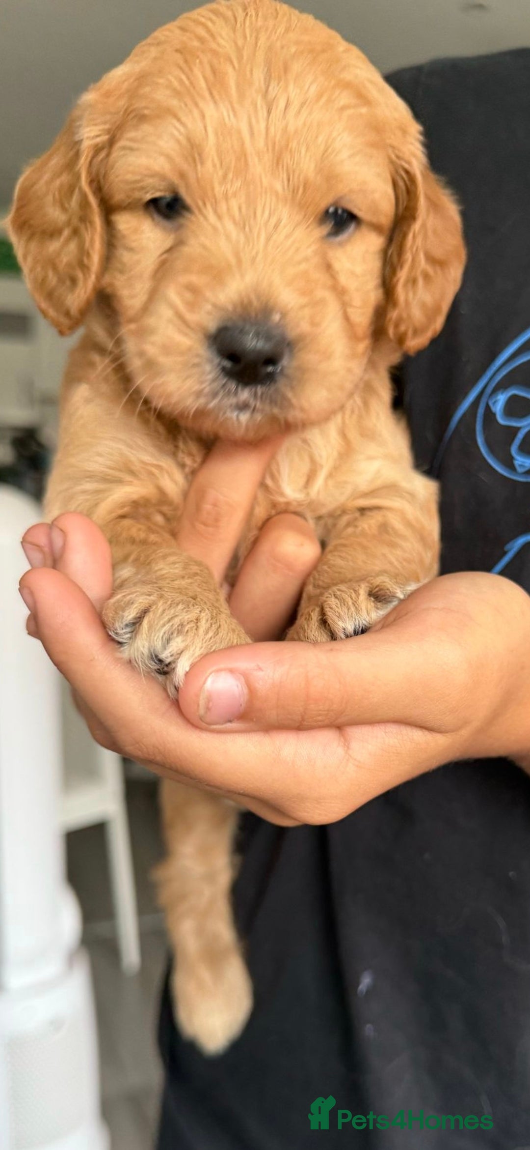 Goldendoodle dogs for sale: F1 Minature Goldendoodle puppies 1 BOY left - Image 13