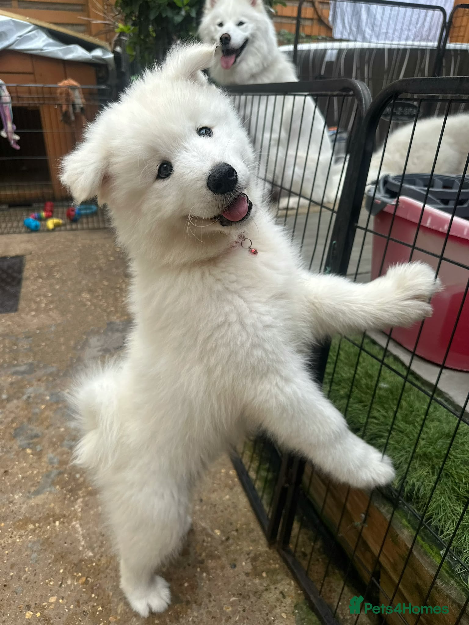 Samoyed dogs 🩷💙Samoyed puppies, 1 girl left 🩷💙 - Advert 2