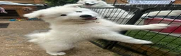 Samoyed dogs for sale: 🩷💙Samoyed puppies, 1 girl left 🩷💙 - Advert 8