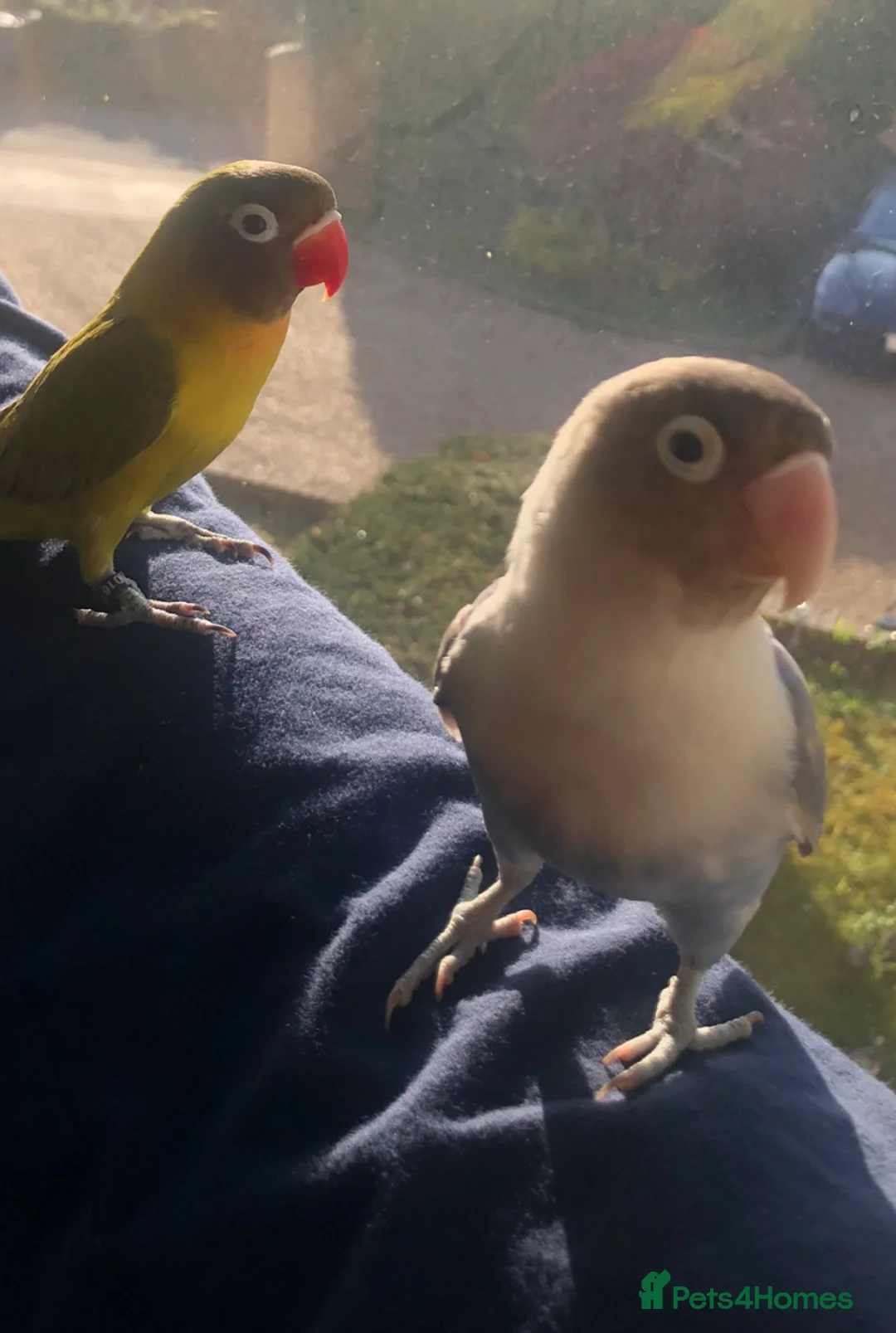 Lovebirds birds for sale: Three beautifully tame fischer lovebirds for sale in Godalming - Advert 17