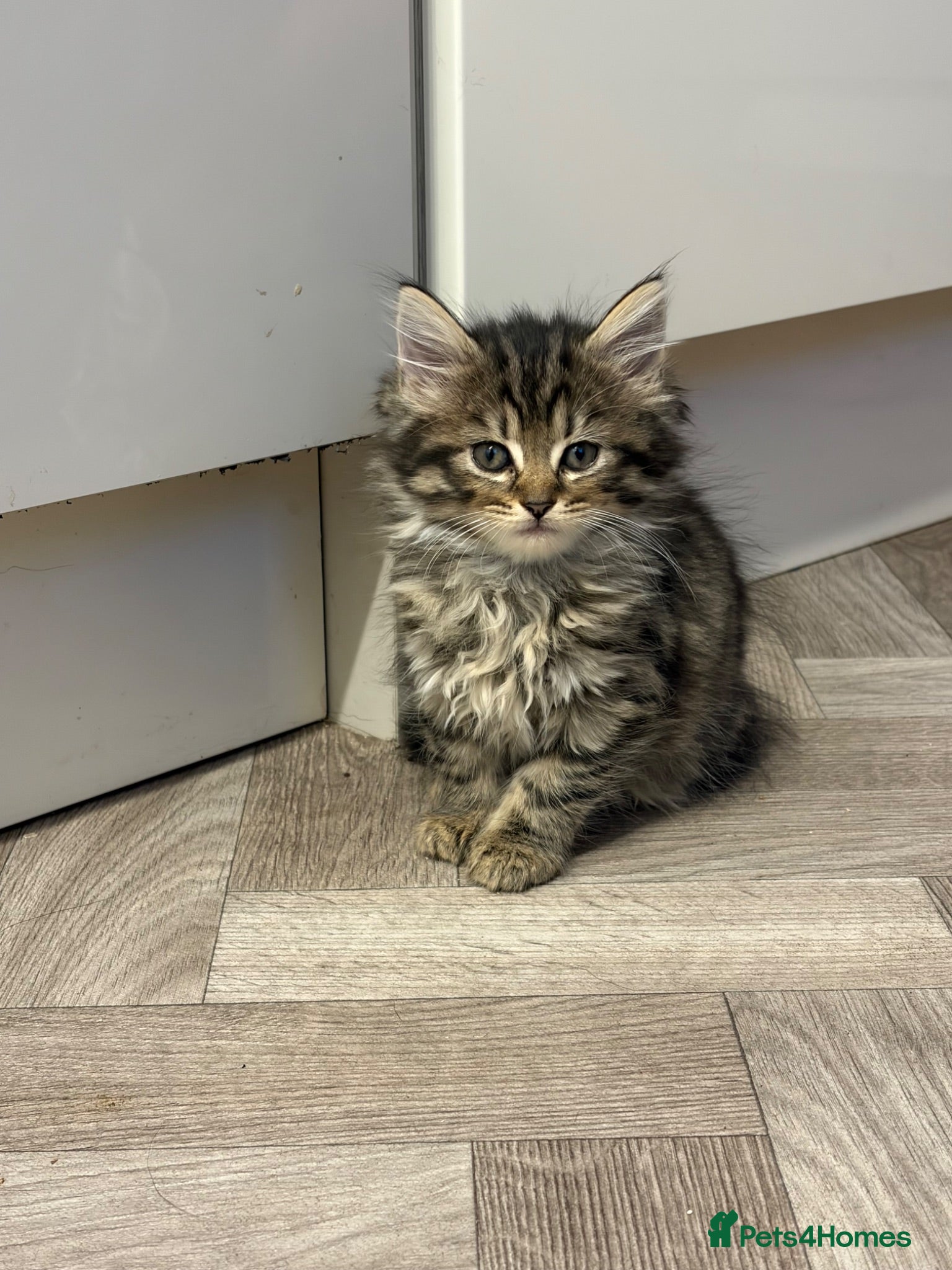 Mixed Breed cats Long Haired Kittens - Advert 11