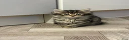 Mixed Breed cats for sale: Long Haired Kittens - Advert 1