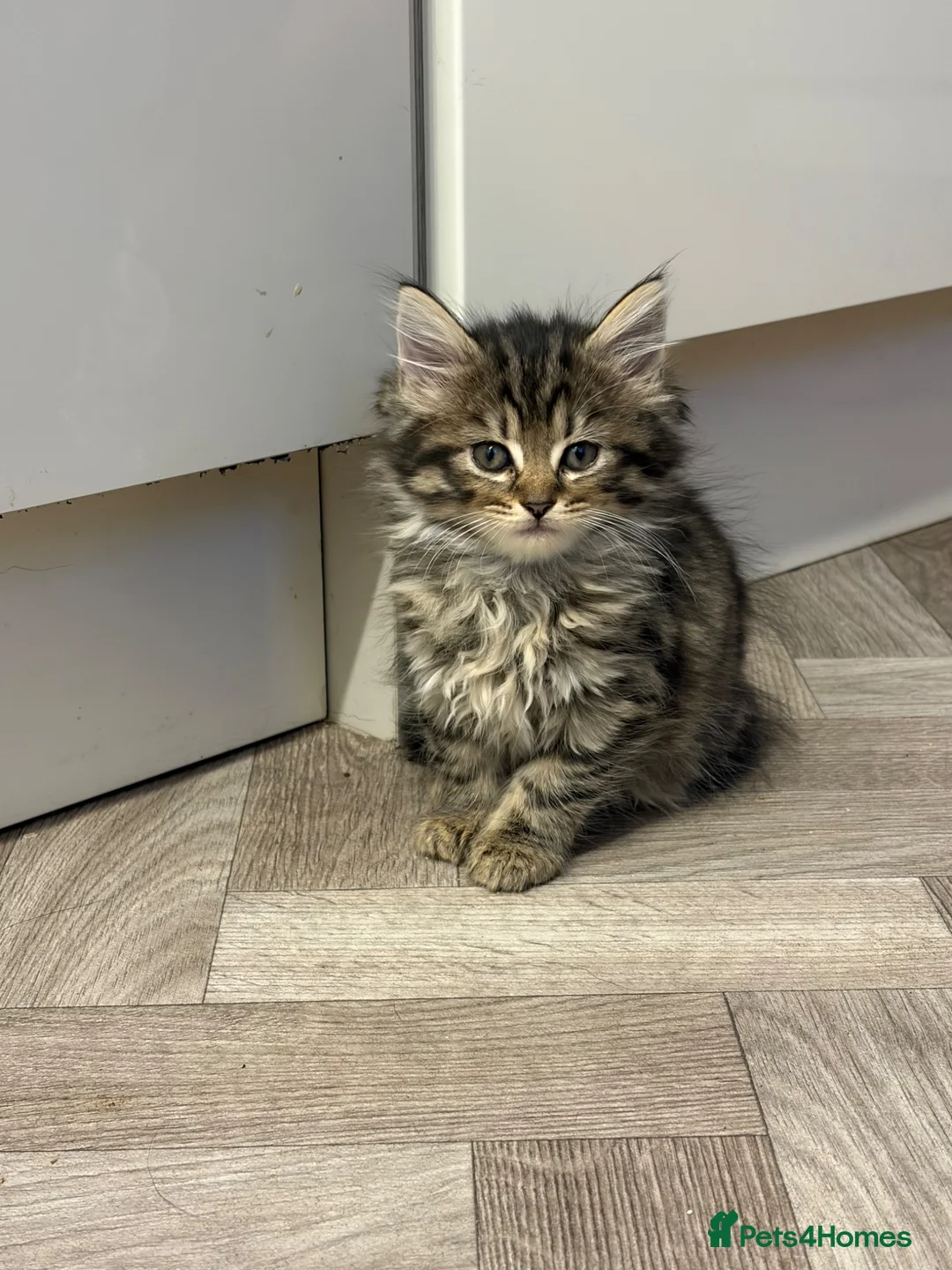 Mixed Breed cats for sale: Long Haired Kittens - Advert 1