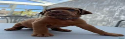 Mixed Breed dogs for sale: Doberman/Dogue de bordeaux  - Advert 6