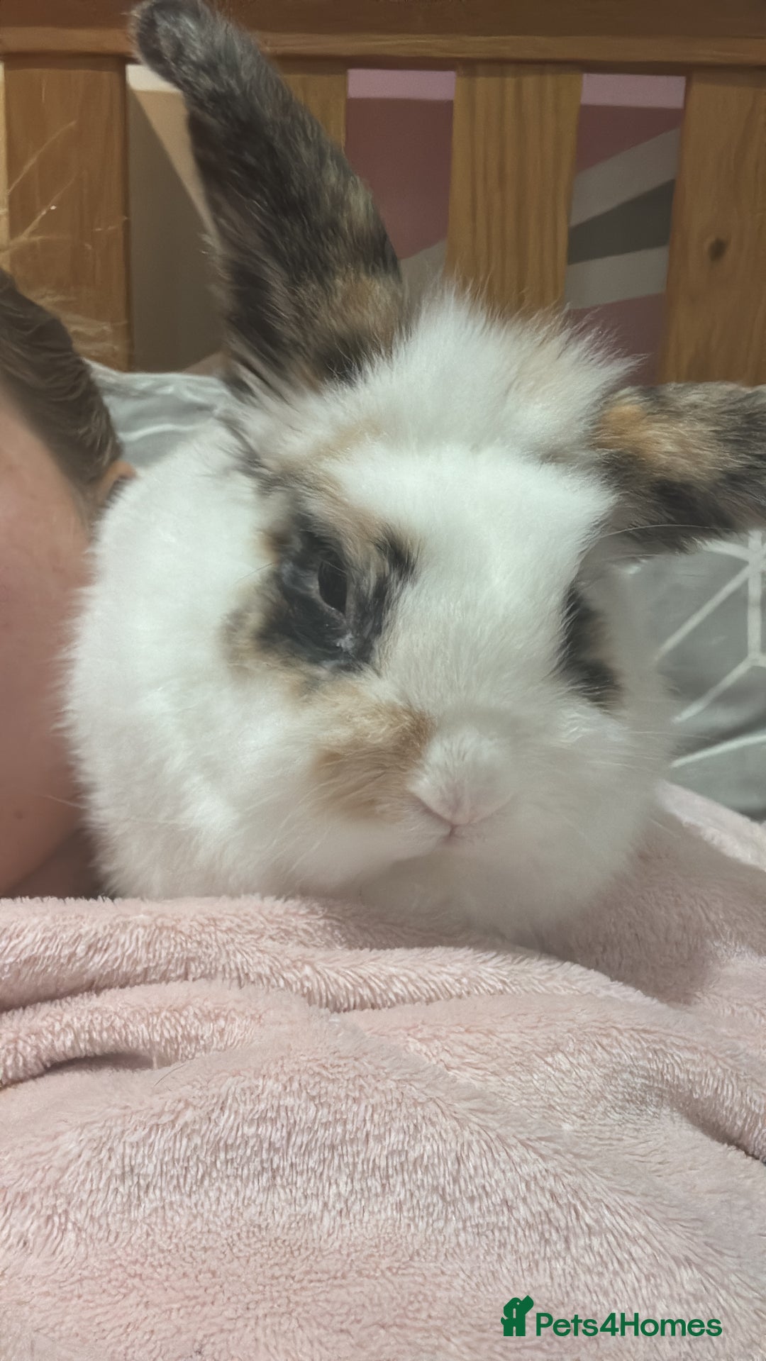 Mini Lion Lop rabbits for sale: House rabbit for sale - Elmo  - Advert 2