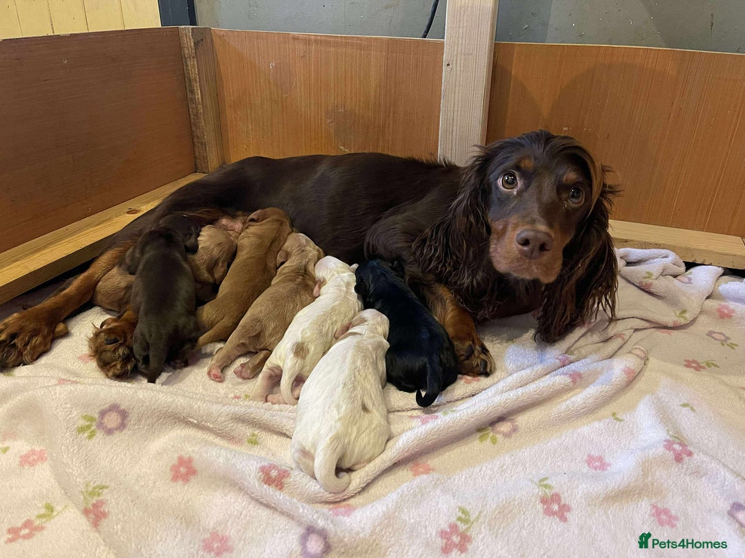 Sprocker dogs for sale: Sprocker cross cocker spaniel puppies  - Image 3
