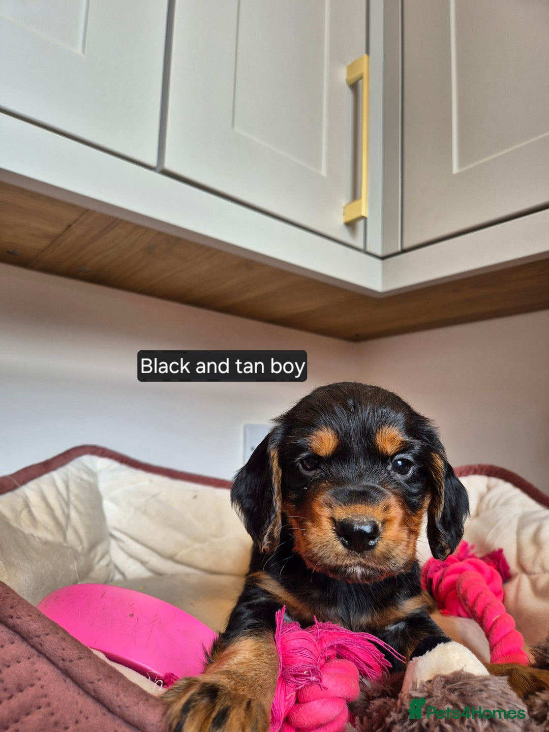 Cocker Spaniel dogs for sale: Kc registered beautiful cockers - Image 6