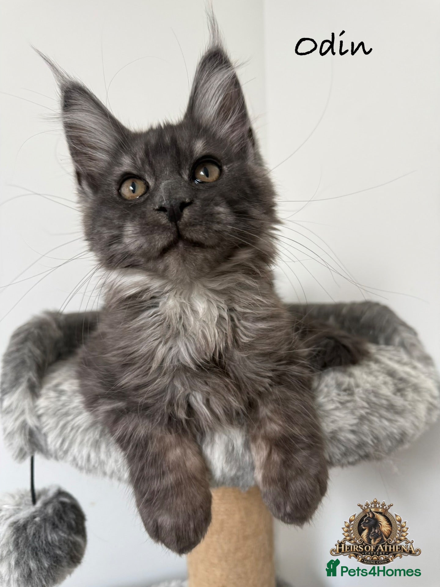 Maine Coon cats 🐾 Maine Coon Kittens TICA Registered 🐾 - Advert 2
