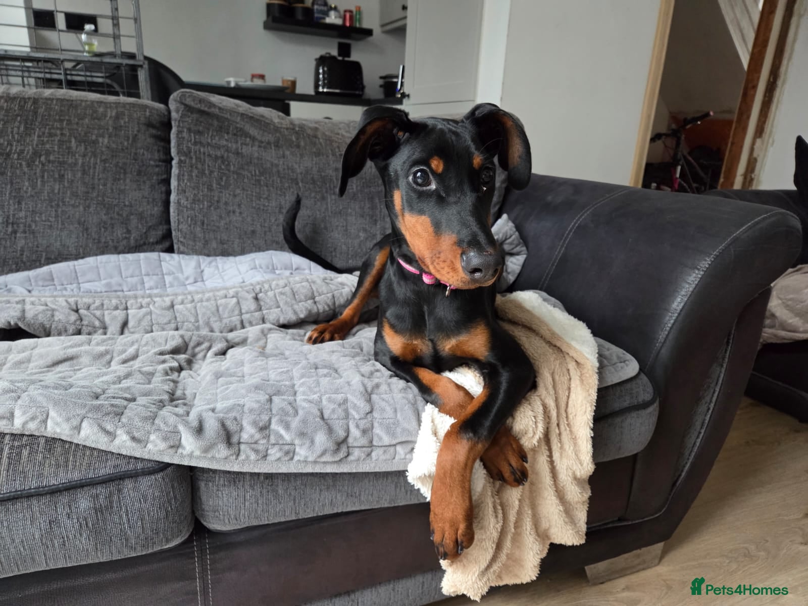 Dobermann dogs Doberman puppies " all reserved " - Advert 14