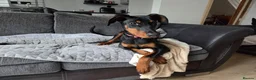 Dobermann dogs for sale: Doberman puppies " all reserved " - Advert 1