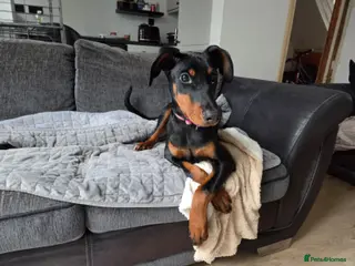 Dobermann dogs Doberman puppies " all reserved " - Advert 14