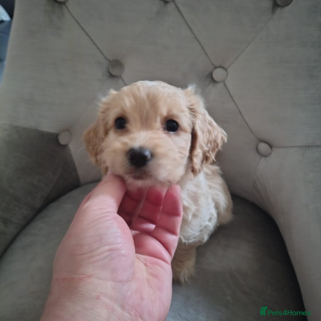 Shihpoo dogs for sale: Shipoos ready to go 1 boy 1 girl  - Image 5
