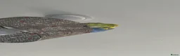 Budgerigars birds for sale: Pair budgies  - Advert 2