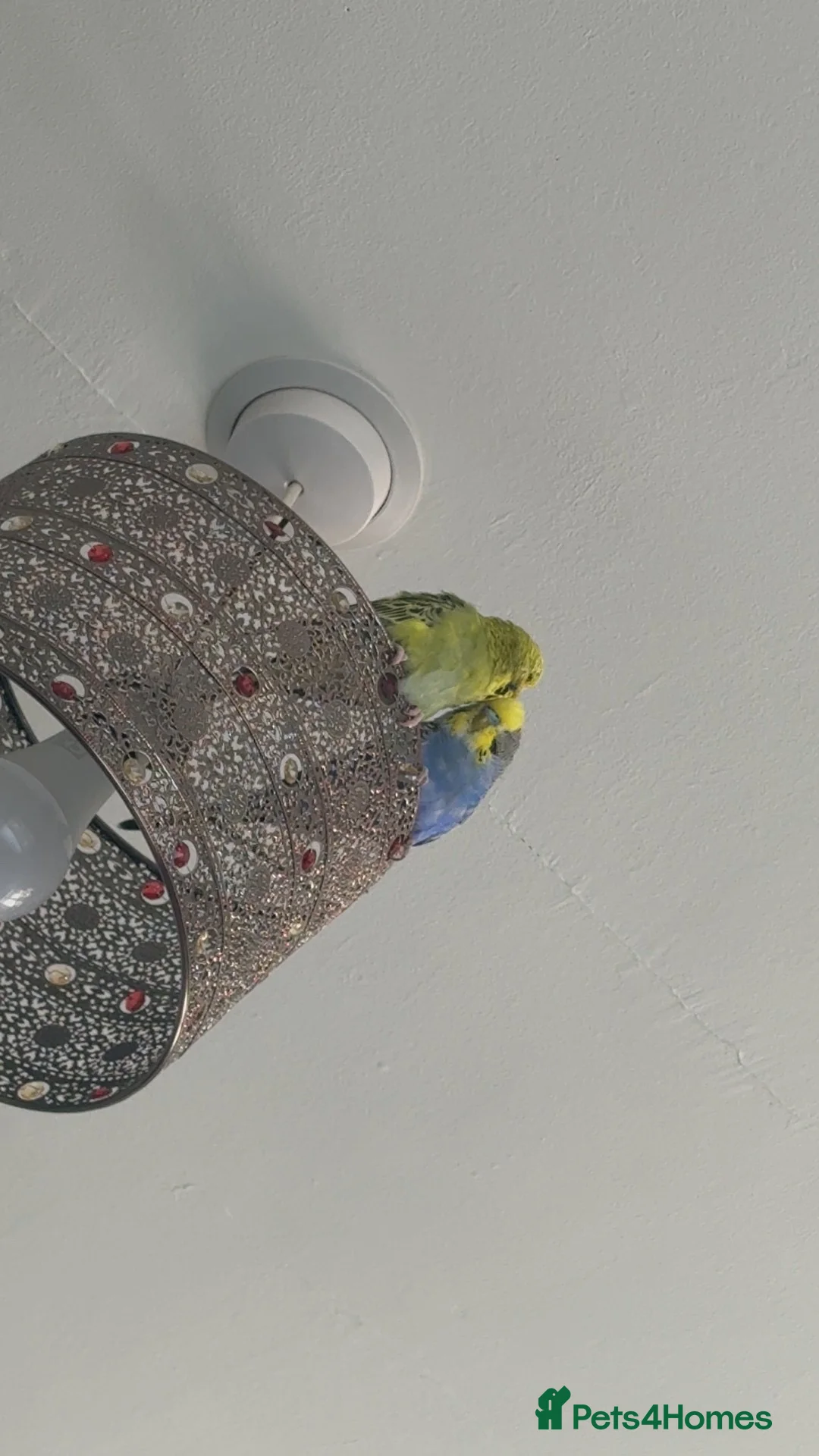 Budgerigars birds for sale: Pair budgies  - Advert 2
