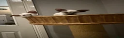 Siamese cats for sale:  Gccf registered Siamese’s  - Advert 14