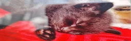 Mixed Breed cats for sale: 2 Female cats and 1 male kitten  in Mansfield - Advert 4