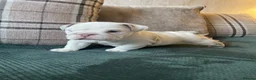 English Bulldog dogs for sale: ⭐️✨ English Bulldogs - KC Registered ⭐️✨ - Advert 34