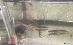 Newt reptiles for sale: Alpine newts for sale - Image 2