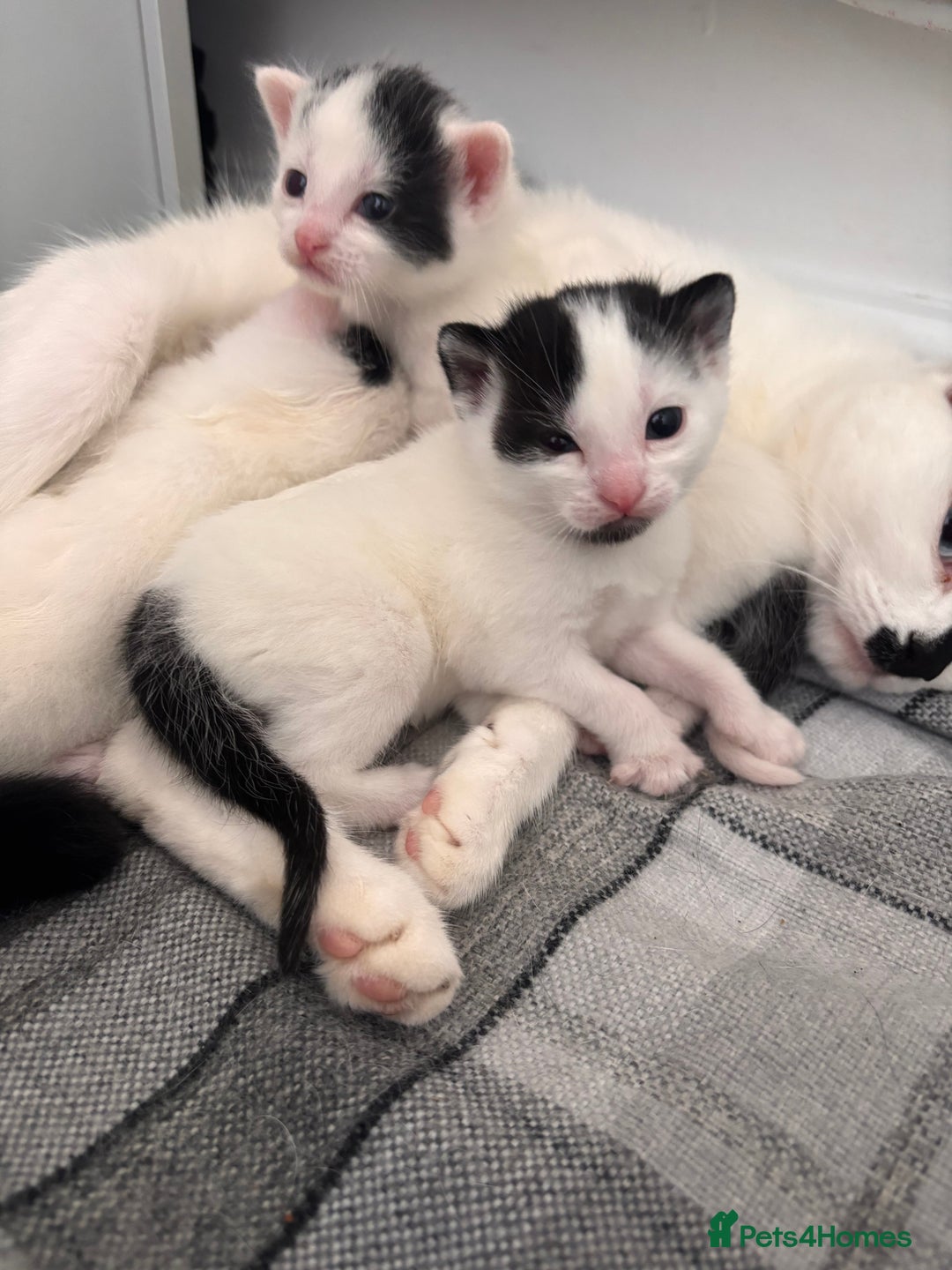 Mixed Breed cats for sale: Kittens available for sale with heterochromia - Image 15