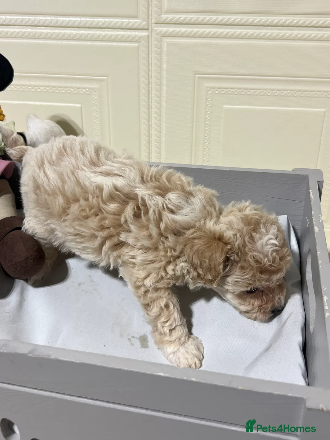 Maltipoo dogs for sale: 🩷3 Gorgeous Maltipoo Puppies🩷 - Advert 9