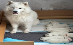 Samoyed dogs for sale: Samoyed Puppies — Ready to Reserve Now! - Image 4