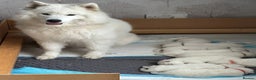 Samoyed dogs for sale: Samoyed Puppies — Ready for Their New Homes Now! - Advert 11
