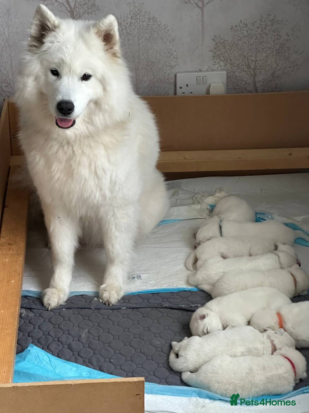 Samoyed dogs for sale: Samoyed Puppies — Ready to Reserve Now! - Image 4