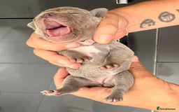 French Bulldog dogs for sale: Ready to leave on the 12th of September - Image 7