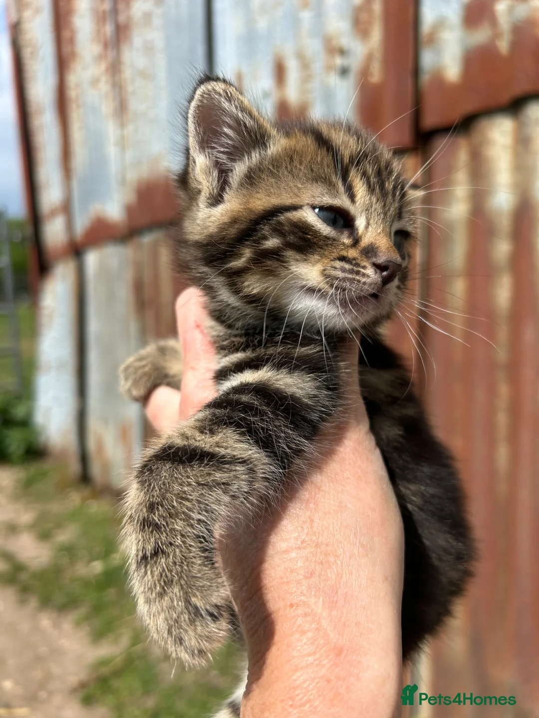 Mixed Breed cats for sale: Beautiful yard kittens  - Advert 2
