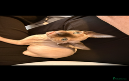 Sphynx cats for sale: sphynx canadian kittens ready to leave now  - Image 7